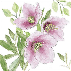 Servet Klassieke Helleborus Mix