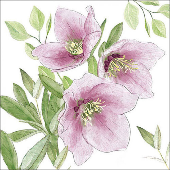 Ambiente Servet Klassieke Helleborus Mix