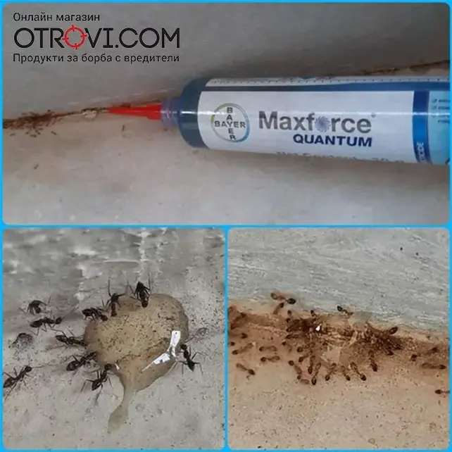 Maxforce Quantum 30g ant bait with 0.03% imidacloprid