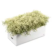 Waterdale Bencher Vase Set - Rectangle Babys Breath