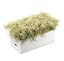 Waterdale Bencher Vase Set - Rectangle Babys Breath