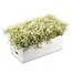 Waterdale Waterdale Bencher Vase Set - Rectangle Babys Breath