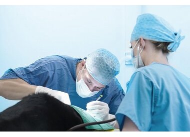 Médecine vétérinaire
