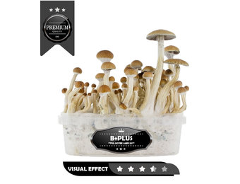 B+plus  Premium Mushrooms Growkit