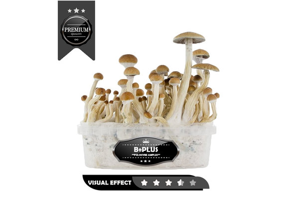 B+plus  Premium Mushrooms Growkit