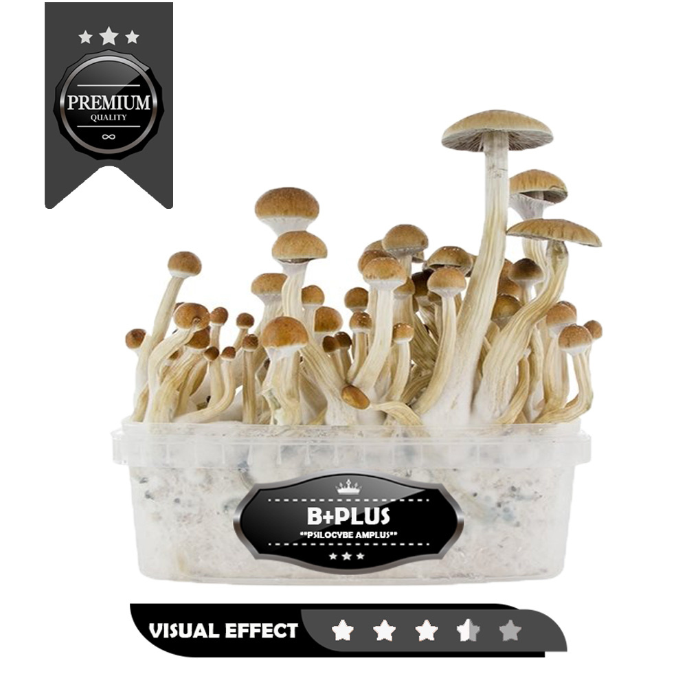 B+plus  Premium Mushrooms Growkit