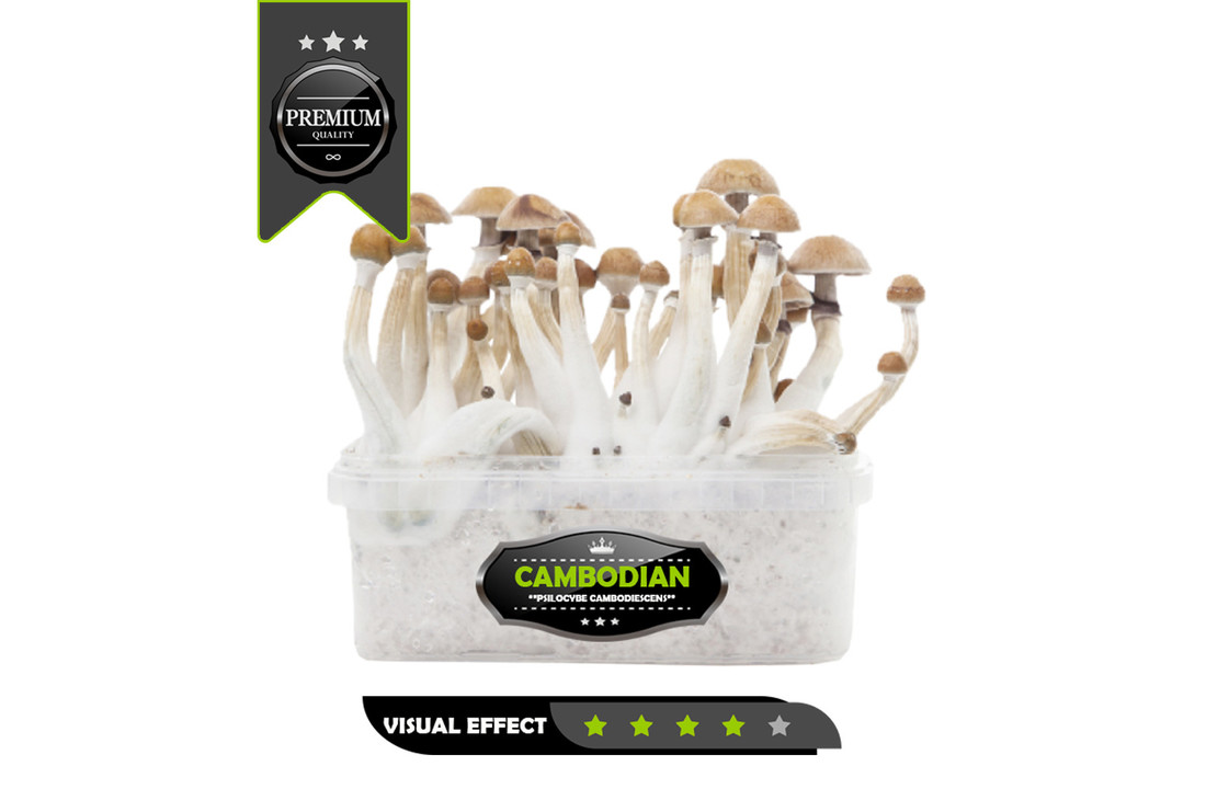 Cambodian Premium Mushroom Growkit