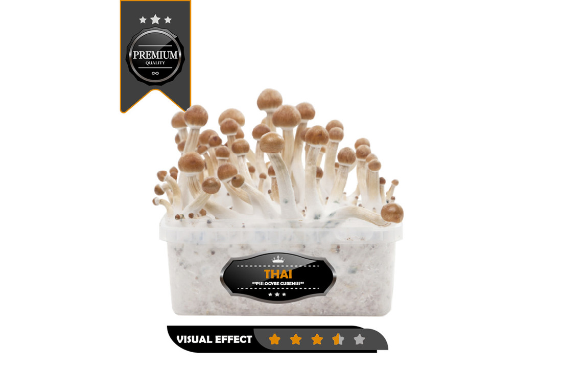 Thai Premium Mushrooms Growkit