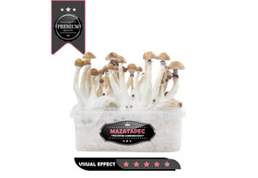 Mazatapec Premium  Mushroom Growkit