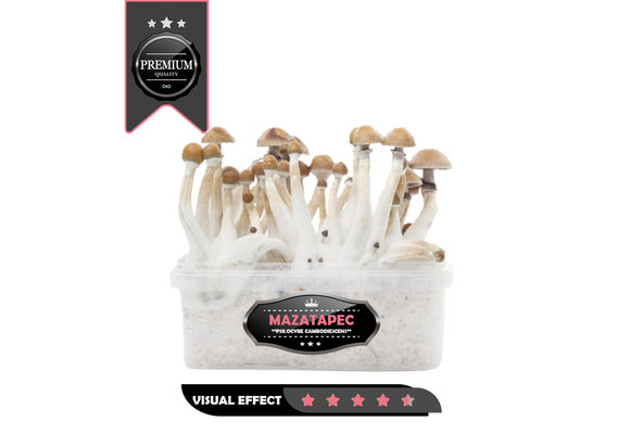 Mazatapec Premium  Mushroom Growkit