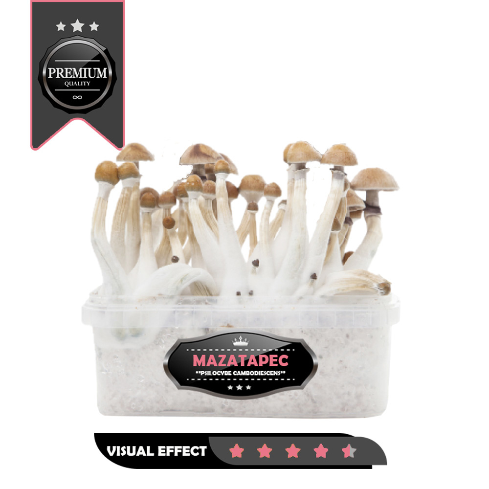 Mazatapec Premium  Mushroom Growkit