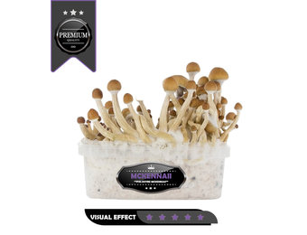 McKennaii Premium Mushroom GrowKit
