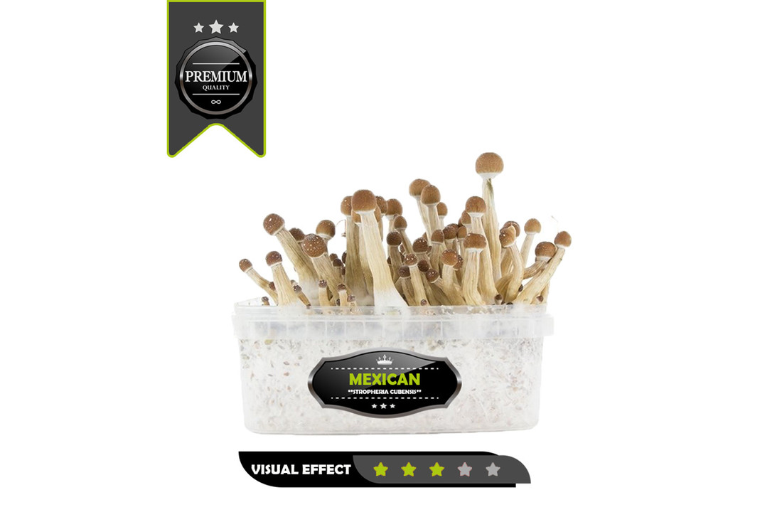 Mexican Premium Mushrooms Growkit