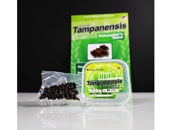 Tampanensis Mushroom Truffels
