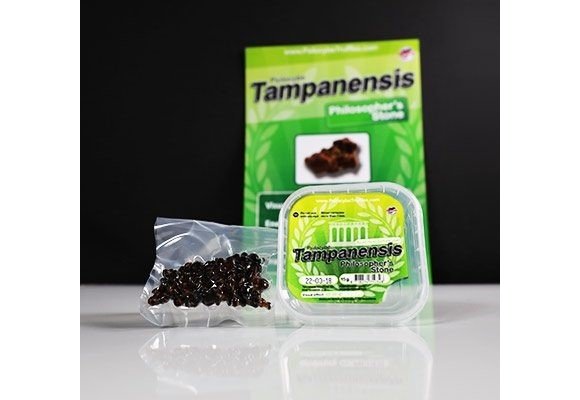 Tampanensis Mushroom Truffles