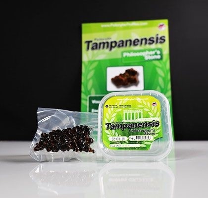 Tampanensis Mushroom Truffles