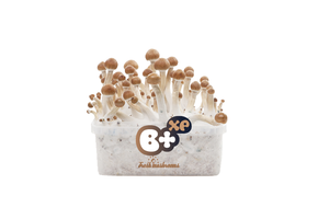 B+ 100% Mycelium  Paddo kweekset