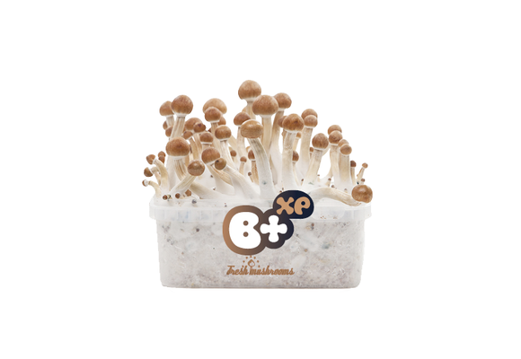 B+ 100% Mycelium  Paddo kweekset