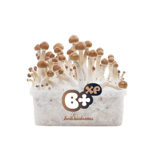 B+ 100% Mycelium Mushroom Growkit