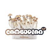 Cambodian 100% mycelium Mushroom Growkit