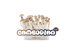 Cambodian 100% mycelium Mushroom Growkit