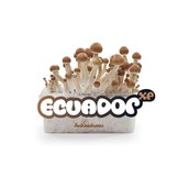 Ecuador 100% mycelium  Paddo kweekset