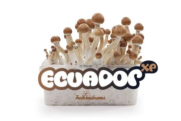 Ecuador 100% mycelium Mushroom Growkit