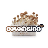 Colombian 100% mycelium  Mushroom Growkit