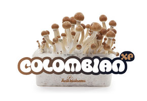Colombian 100% mycelium  Paddo kweekset