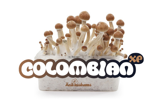 Colombian 100% mycelium  Mushroom Growkit