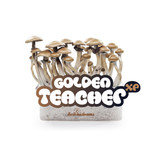 Golden Teacher 100% mycelium  Paddo kweekset