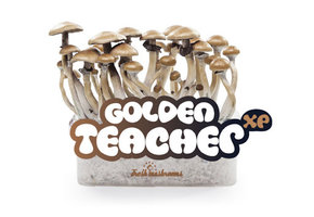 Golden Teacher 100% mycelium Mushroom Growkit