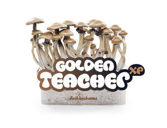 Golden Teacher 100% mycelium  Paddo kweekset