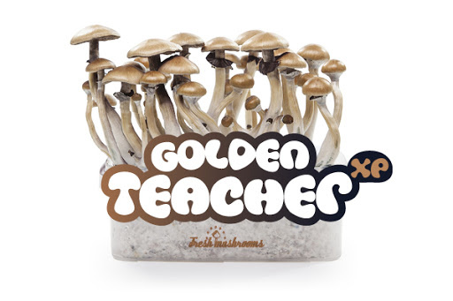 Golden Teacher 100% mycelium Mushroom Growkit