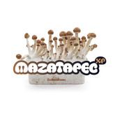 Mazatapec 100% mycelium  Paddo kweekset