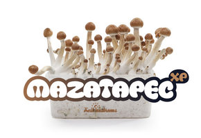 Mazatapec 100% mycelium Mushroom Growkit