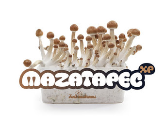 Mazatapec 100% mycelium  Paddo kweekset