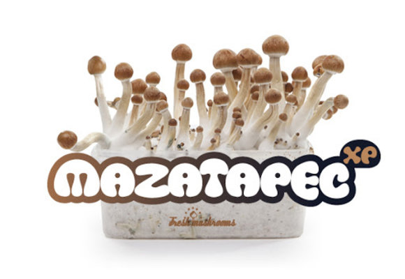 Mazatapec 100% mycelium  Paddo kweekset