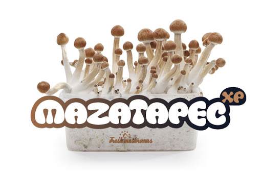 Mazatapec 100% mycelium  Paddo kweekset