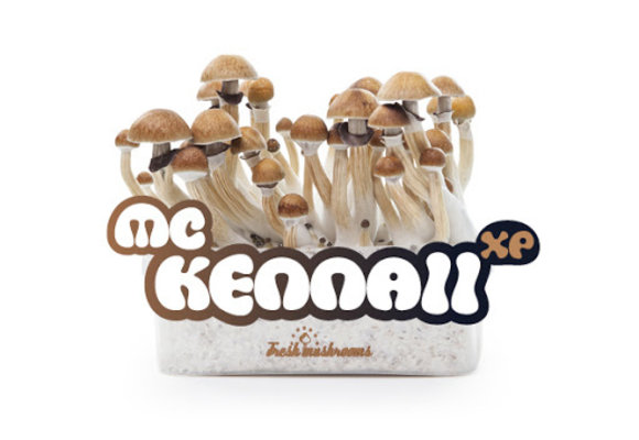 McKennaii 100% mycelium  Paddo kweekset
