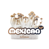 Mexican 100% mycelium Mushroom Growkit