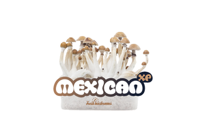 Mexican 100% mycelium Paddo kweekset