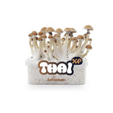Thai 100% mycelium Paddo kweekset
