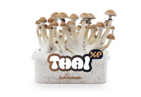 Thai 100% mycelium Mushroom Growkit