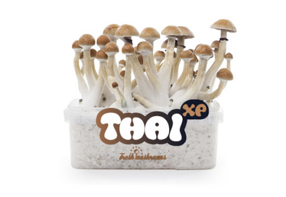 Thai 100% mycelium Mushroom Growkit
