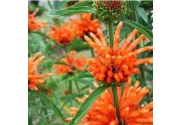 Leonotis Leonorus (Wild dagga) - 10 seeds