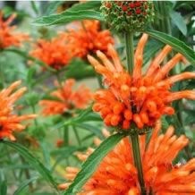 Leonotis Leonorus (Wild dagga) - 10 seeds