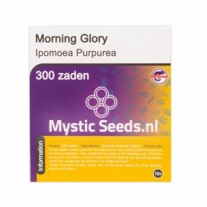 Morning Glory  300 Seeds