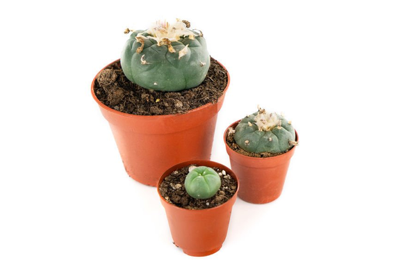 Peyote Lophophora Williamsii