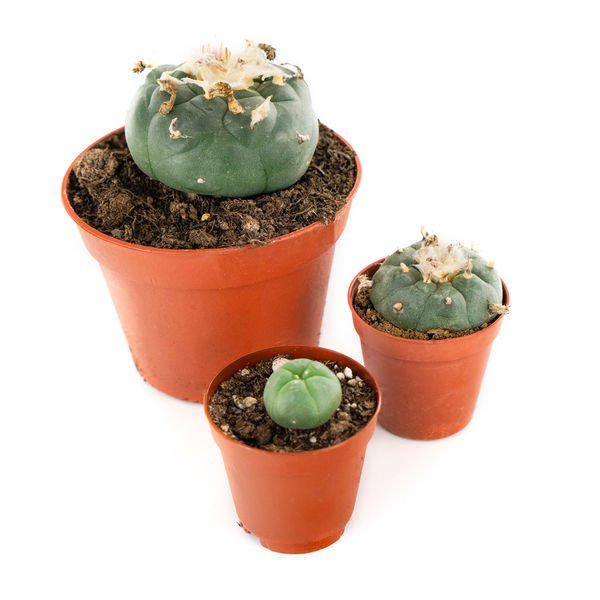 Peyote Lophophora Williamsii